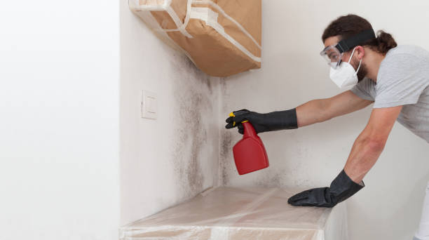 Professional Basement Mold Removal technician working in Odenton, MD