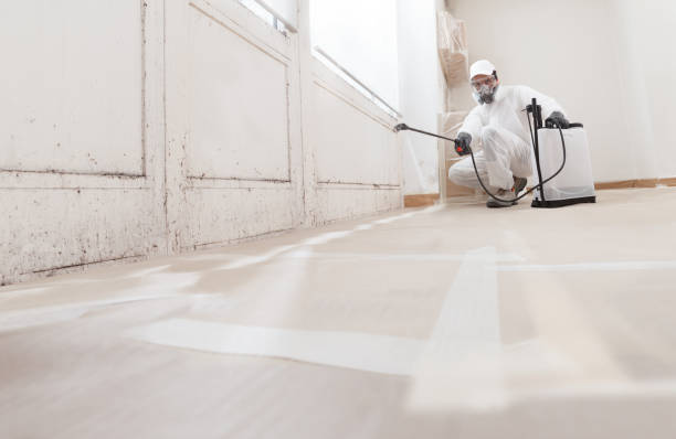 24/7 Emergency Basement Mold Removal experts in Odenton, MD